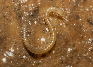 Symphyla(scutigerella causeyae)