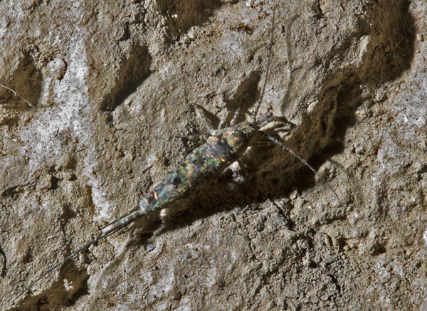 Eyeless Insect Introduction