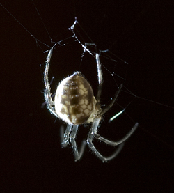 Life in the cave - Spiders